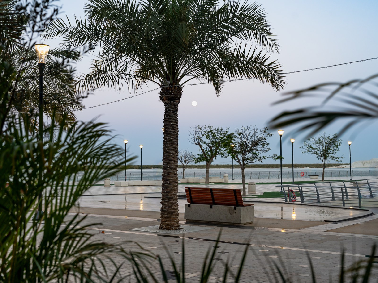 Palms along the Saadiyat seafront at dusk